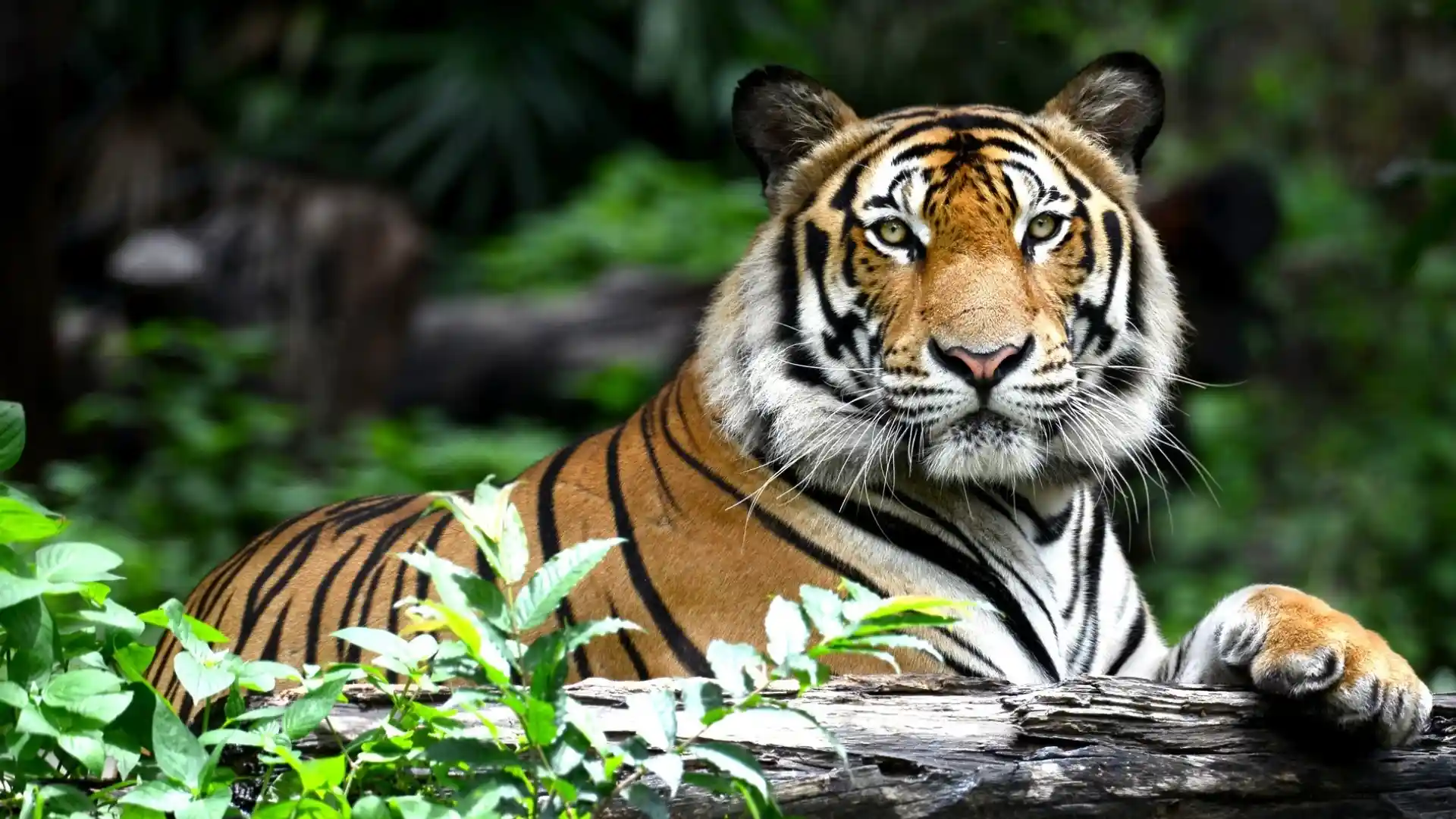 Ranthambore National Park