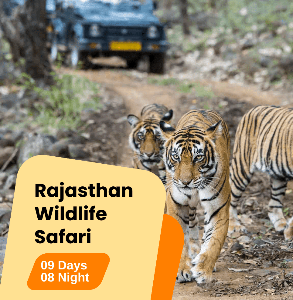Rajasthan Wildlife Safari
