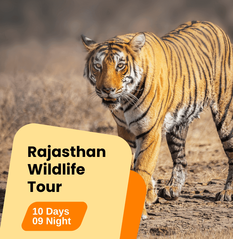 Rajasthan Wildlife Tour